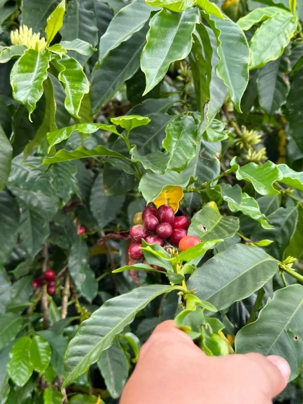Café Colombia Deiro & Huila coffee farmers - Imagen 3