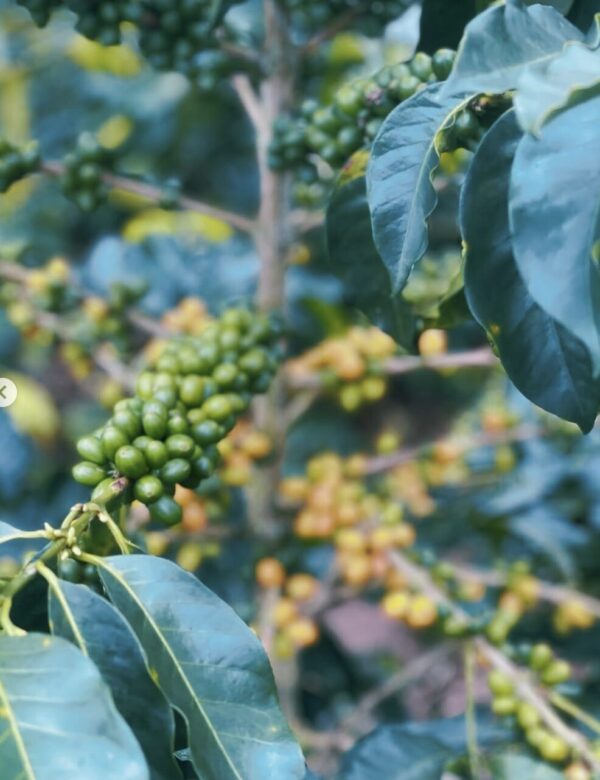 Café Colombia Pacamara Anaya - Imagen 3