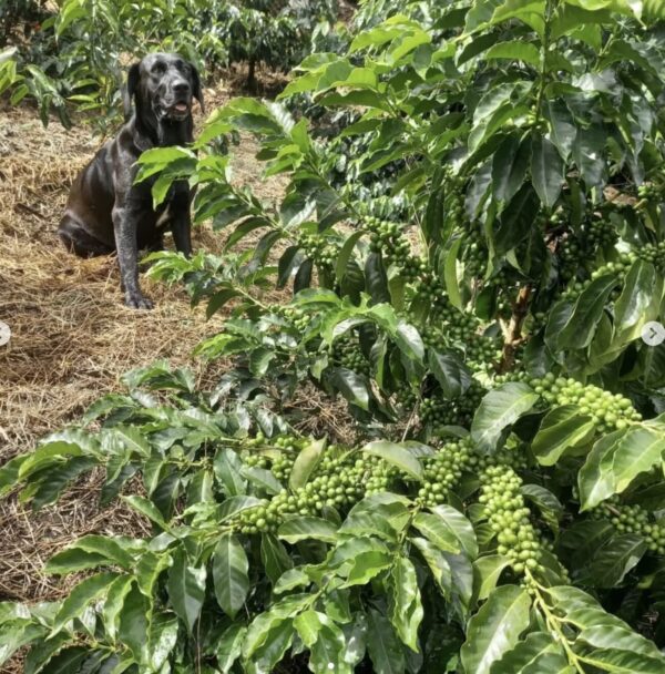 Café Colombia Pacamara Anaya - Imagen 2